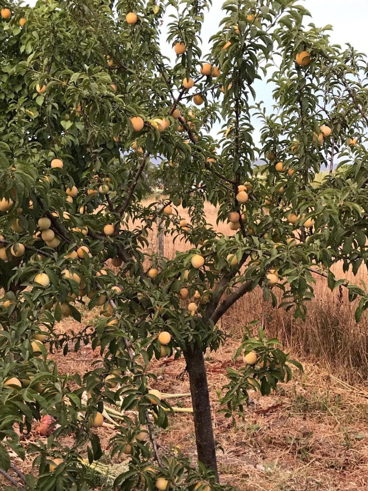 마루비우 Agriturismo S'Aranada 빌라 외부 사진
