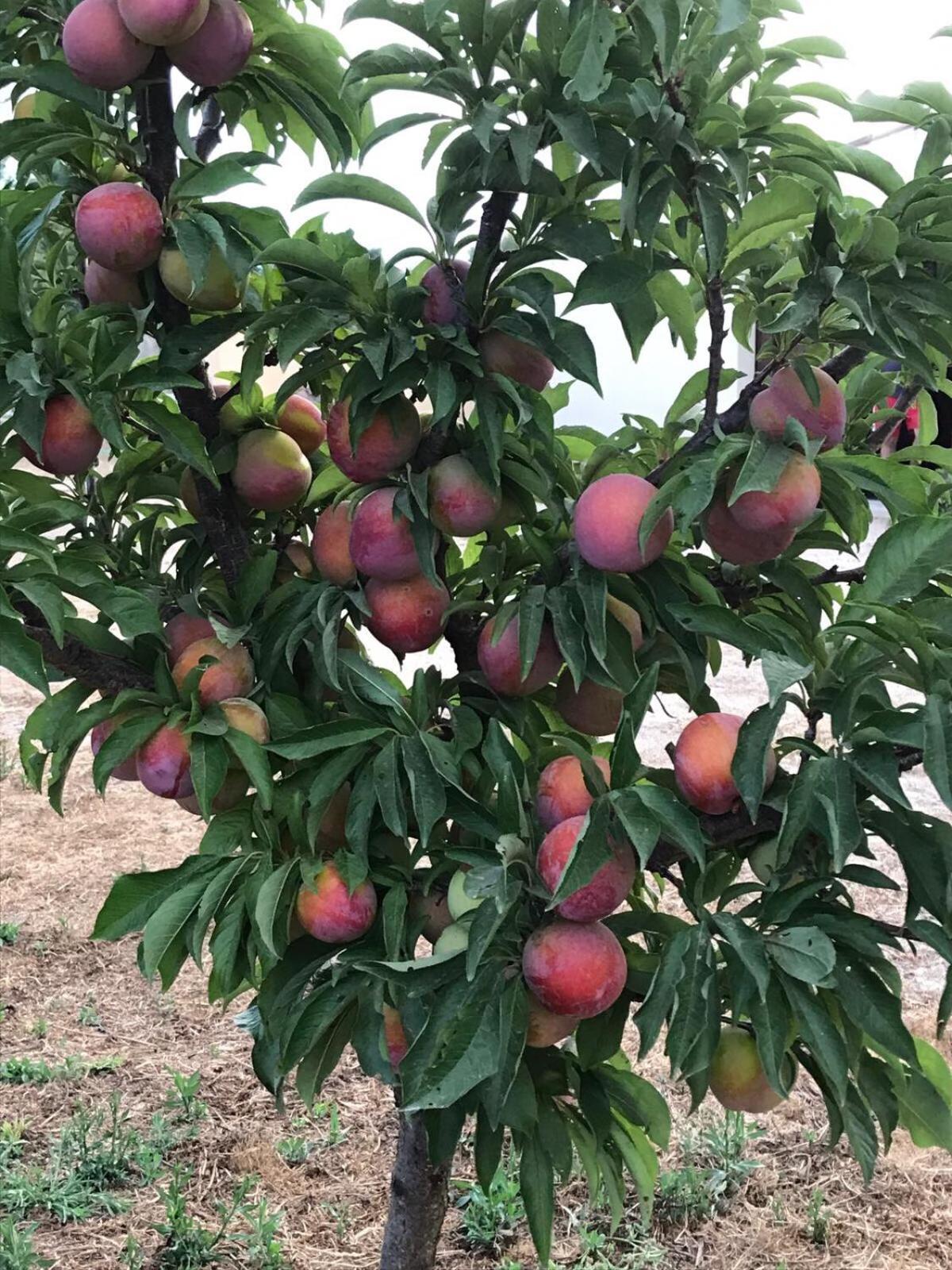 마루비우 Agriturismo S'Aranada 빌라 외부 사진